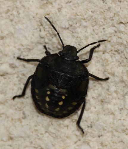 Nezara viridula