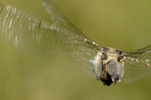 Somatochlora arctica