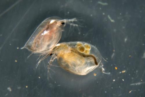 Daphnia sp.