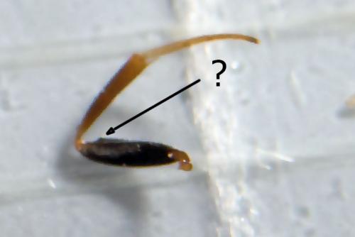 Monodontomerus sp.