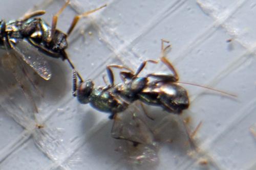 Monodontomerus sp.