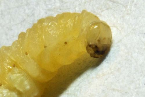 Isodontia mexicana