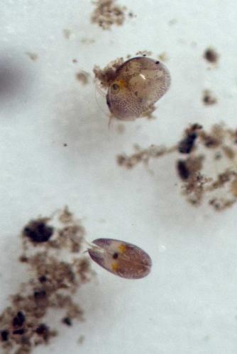 Cypria ophtalmica