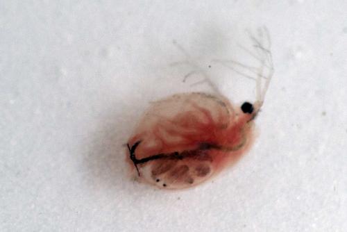 Daphnia sp.