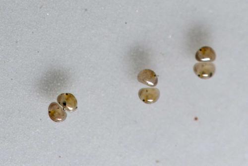 Cypria ophtalmica