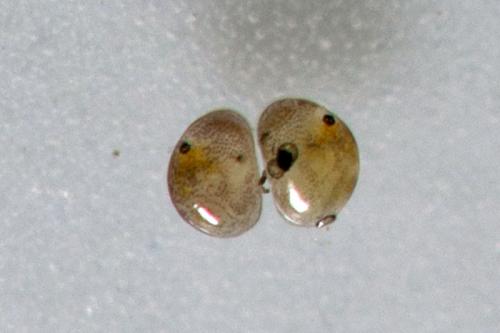 Réf. 175 618 : Cypria ophtalmica