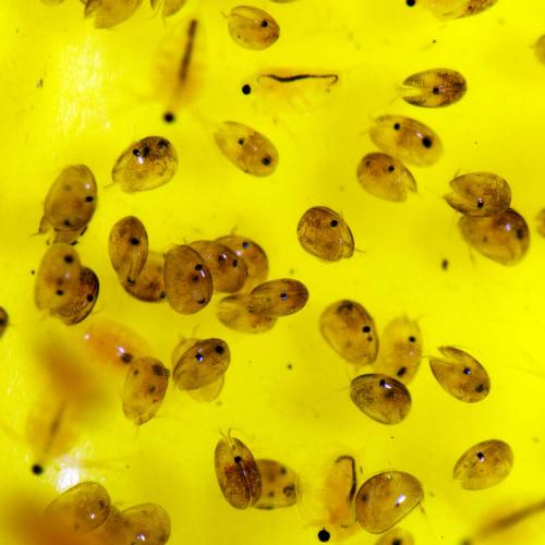 Cypria ophtalmica