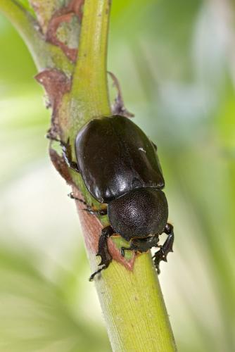 Réf. 175 559 : Xylotrupes gideon