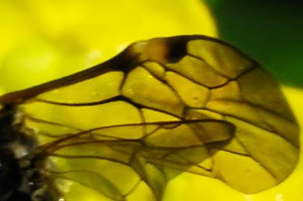 Zonuledo sp.