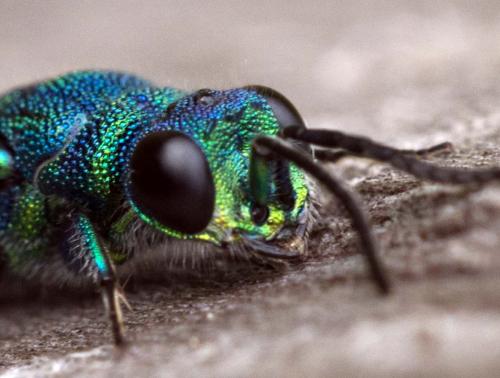 Réf. 175 359 : Chrysis sp.