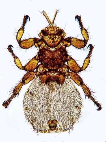Melophagus ovinus