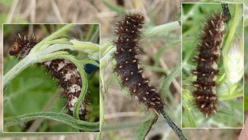 Réf. 175 456 : Boloria dia