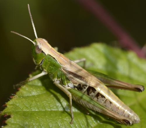 Réf. 175 368 : Pseudochorthippus parallelus