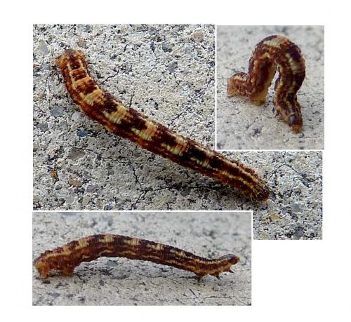 Gymnoscelis rufifasciata