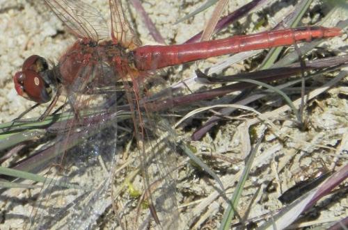 Réf. 175 242 : Sympetrum fonscolombii