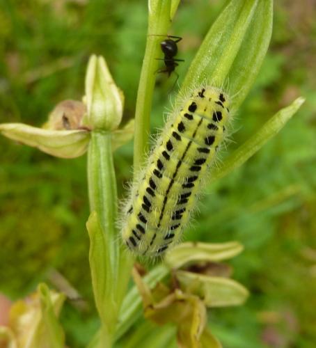 Réf. 175 619 : Zygaena transalpina