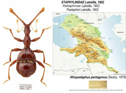 Afropselaphus pentagonus