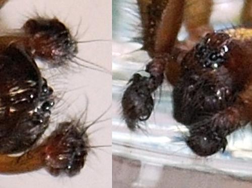 Lycosoides coarctata