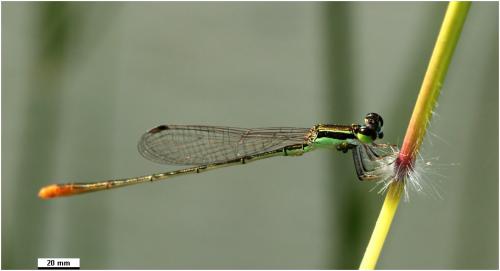 Agriocnemis pygmaea