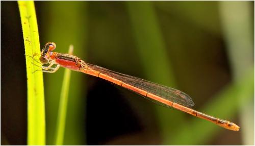 Agriocnemis pygmaea