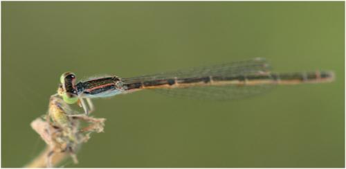Réf. 175 068 : Ischnura rubilio