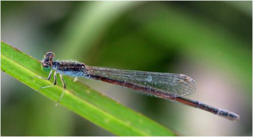 Réf. 175 069 : Ischnura rubilio
