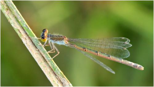 Agriocnemis pygmaea