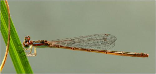 Réf. 175 071 : Agriocnemis pygmaea