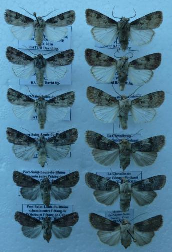 Agrotis divers