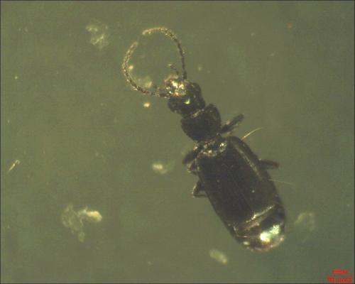 Microlestes maurus