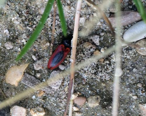 Ampedus sanguinolentus