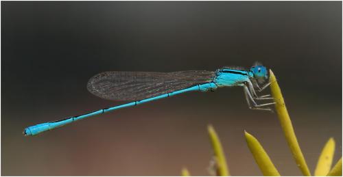 Réf. 175 401 : Amphiallagma parvum