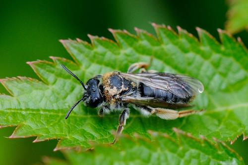 Réf. 175 494 : Andrena haemorrhoa
