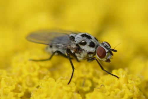 Anthomyia pluvialis