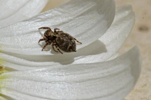 Réf. 175 808 : Pseudeuophrys erratica