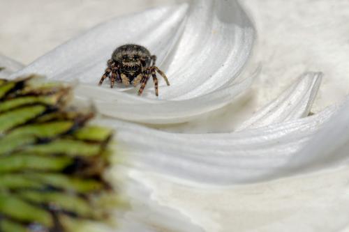 Réf. 175 809 : Pseudeuophrys erratica