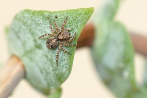 Pseudeuophrys lanigera