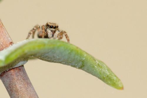 Pseudeuophrys lanigera