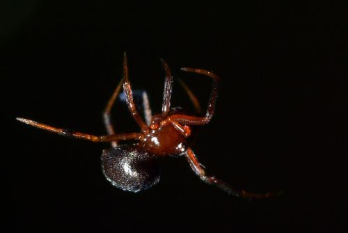 Réf. 175 810 : Phycosoma inornatum