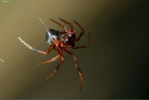 Phycosoma inornatum