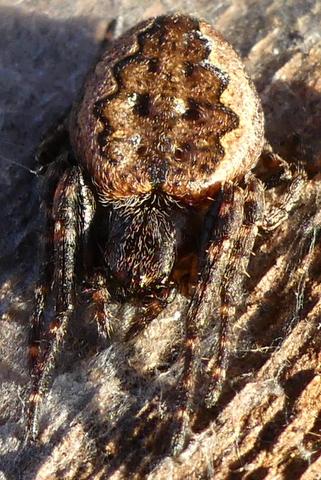 Réf. 175 448 : Nuctenea umbratica