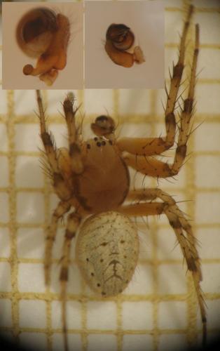 Araniella opisthographa