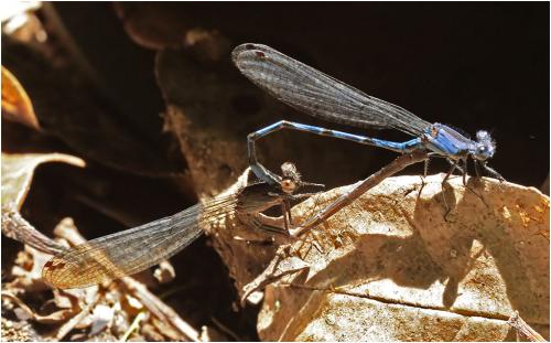 Réf. 175 891 : Argia elongata