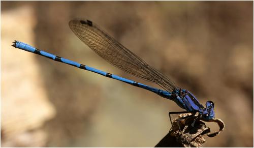 Réf. 175 888 : Argia elongata