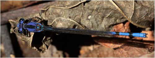 Argia elongata