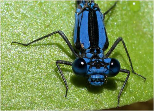 Argia elongata
