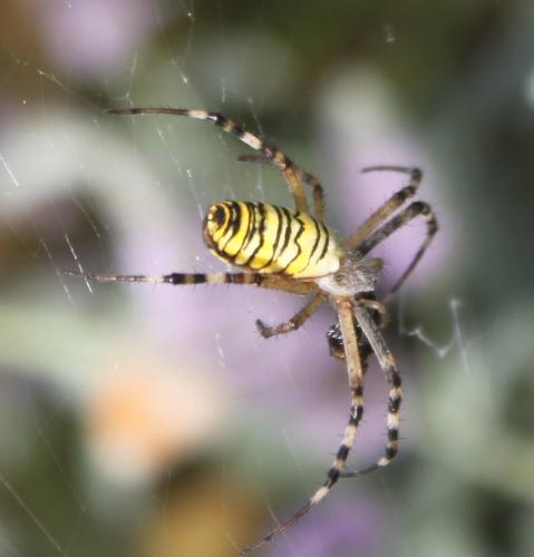 Réf. 175 406 : Argiope bruennichi