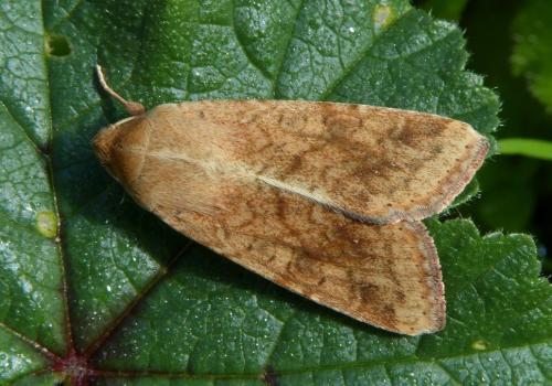 Helicoverpa armigera