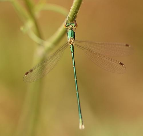 Réf. 175 012 : Lestes virens