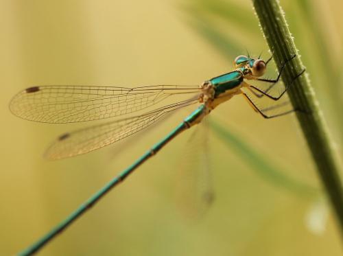 Lestes virens